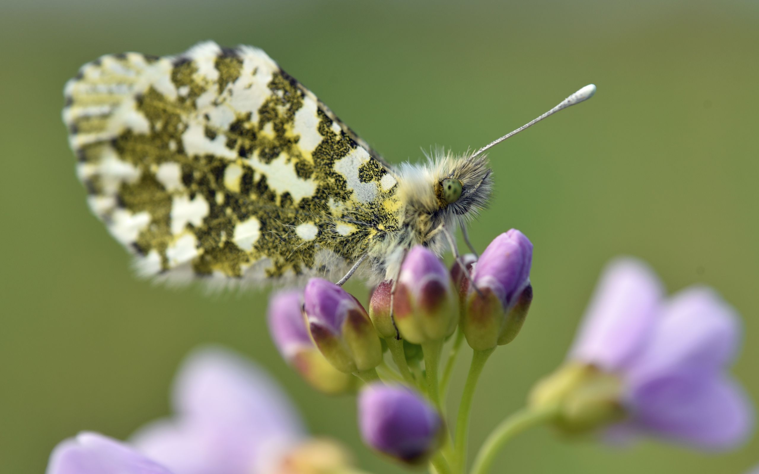 2560x1600 Wallpaper butterfly, wings, insect, flowers, buds, macro