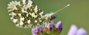 Preview wallpaper butterfly, wings, insect, flowers, buds, macro