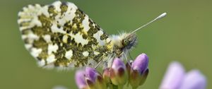 Preview wallpaper butterfly, wings, insect, flowers, buds, macro