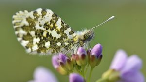 Preview wallpaper butterfly, wings, insect, flowers, buds, macro