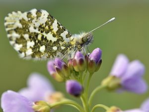 Preview wallpaper butterfly, wings, insect, flowers, buds, macro