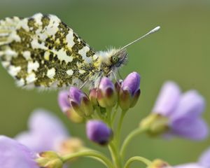 Preview wallpaper butterfly, wings, insect, flowers, buds, macro