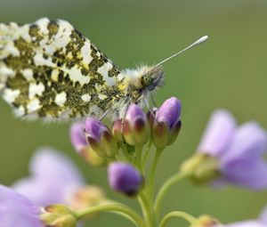 Preview wallpaper butterfly, wings, insect, flowers, buds, macro