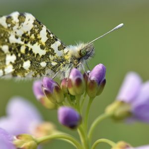 Preview wallpaper butterfly, wings, insect, flowers, buds, macro
