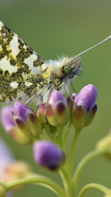 360x640 Wallpaper butterfly, wings, insect, flowers, buds, macro