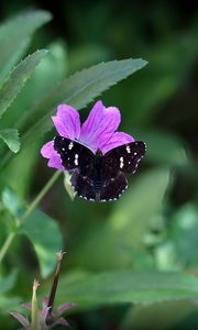 Preview wallpaper butterfly, wings, insect, flowers, macro