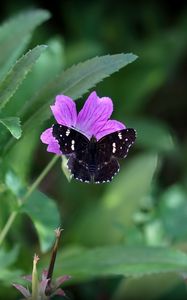 Preview wallpaper butterfly, wings, insect, flowers, macro