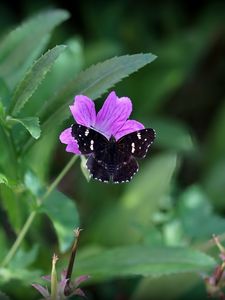 Preview wallpaper butterfly, wings, insect, flowers, macro