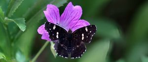 Preview wallpaper butterfly, wings, insect, flowers, macro