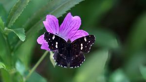 Preview wallpaper butterfly, wings, insect, flowers, macro