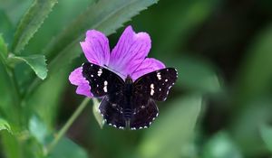 Preview wallpaper butterfly, wings, insect, flowers, macro