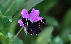 Preview wallpaper butterfly, wings, insect, flowers, macro