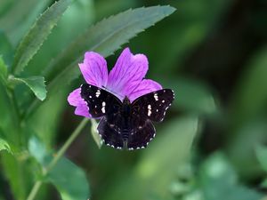 Preview wallpaper butterfly, wings, insect, flowers, macro