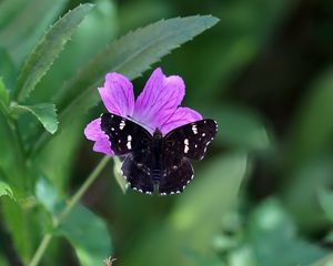 Preview wallpaper butterfly, wings, insect, flowers, macro