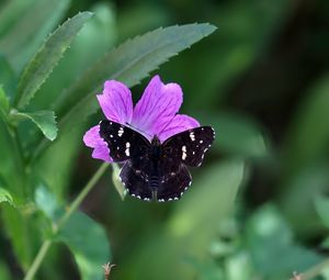 Preview wallpaper butterfly, wings, insect, flowers, macro