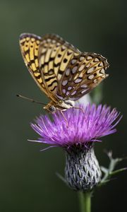 Preview wallpaper butterfly, wings, insect, flower, macro