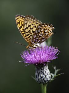 Preview wallpaper butterfly, wings, insect, flower, macro