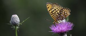 Preview wallpaper butterfly, wings, insect, flower, macro