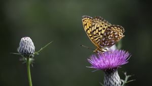 Preview wallpaper butterfly, wings, insect, flower, macro
