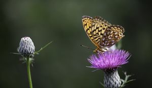 Preview wallpaper butterfly, wings, insect, flower, macro