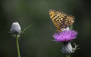 Preview wallpaper butterfly, wings, insect, flower, macro