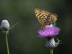 Preview wallpaper butterfly, wings, insect, flower, macro