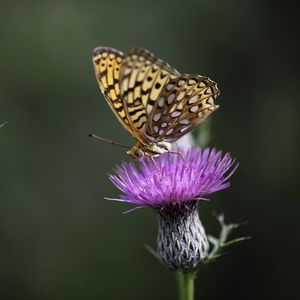 Preview wallpaper butterfly, wings, insect, flower, macro