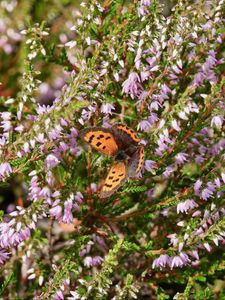 Preview wallpaper butterfly, wings, insect, flowers, branches, macro
