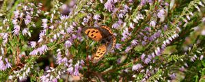 Preview wallpaper butterfly, wings, insect, flowers, branches, macro