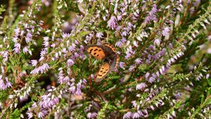 Preview wallpaper butterfly, wings, insect, flowers, branches, macro