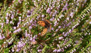 Preview wallpaper butterfly, wings, insect, flowers, branches, macro