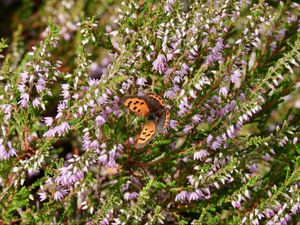 Preview wallpaper butterfly, wings, insect, flowers, branches, macro