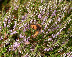 Preview wallpaper butterfly, wings, insect, flowers, branches, macro