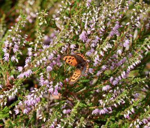 Preview wallpaper butterfly, wings, insect, flowers, branches, macro