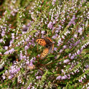 Preview wallpaper butterfly, wings, insect, flowers, branches, macro