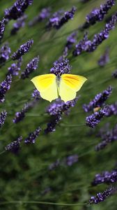 Preview wallpaper butterfly, wings, insect, yellow, flowers, macro