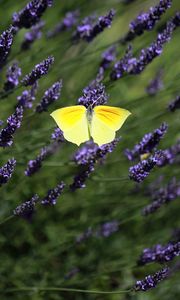 Preview wallpaper butterfly, wings, insect, yellow, flowers, macro