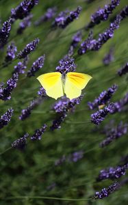 Preview wallpaper butterfly, wings, insect, yellow, flowers, macro