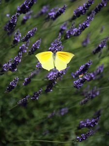 Preview wallpaper butterfly, wings, insect, yellow, flowers, macro