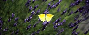 Preview wallpaper butterfly, wings, insect, yellow, flowers, macro