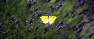 Preview wallpaper butterfly, wings, insect, yellow, flowers, macro