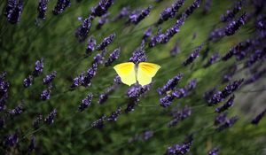 Preview wallpaper butterfly, wings, insect, yellow, flowers, macro