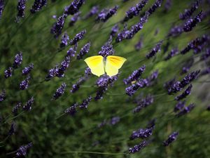 Preview wallpaper butterfly, wings, insect, yellow, flowers, macro