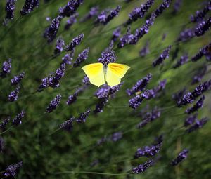 Preview wallpaper butterfly, wings, insect, yellow, flowers, macro