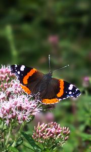 Preview wallpaper butterfly, wings, insect, flowers, plant, macro