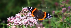 Preview wallpaper butterfly, wings, insect, flowers, plant, macro