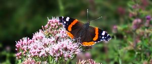 Preview wallpaper butterfly, wings, insect, flowers, plant, macro