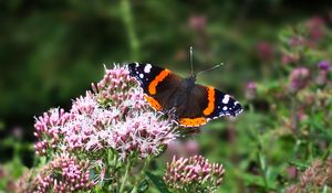 Preview wallpaper butterfly, wings, insect, flowers, plant, macro