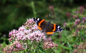 Preview wallpaper butterfly, wings, insect, flowers, plant, macro