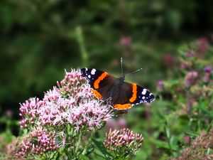 Preview wallpaper butterfly, wings, insect, flowers, plant, macro